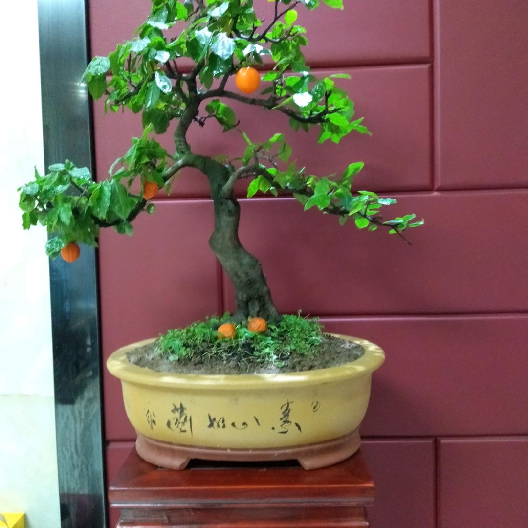 天宝