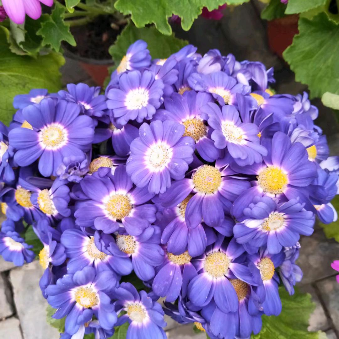 星光