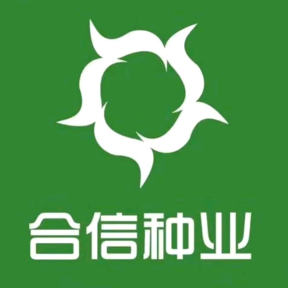 朱林 合信种业（乌奎区域）