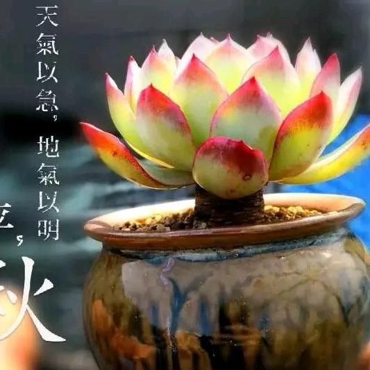 情枫逝