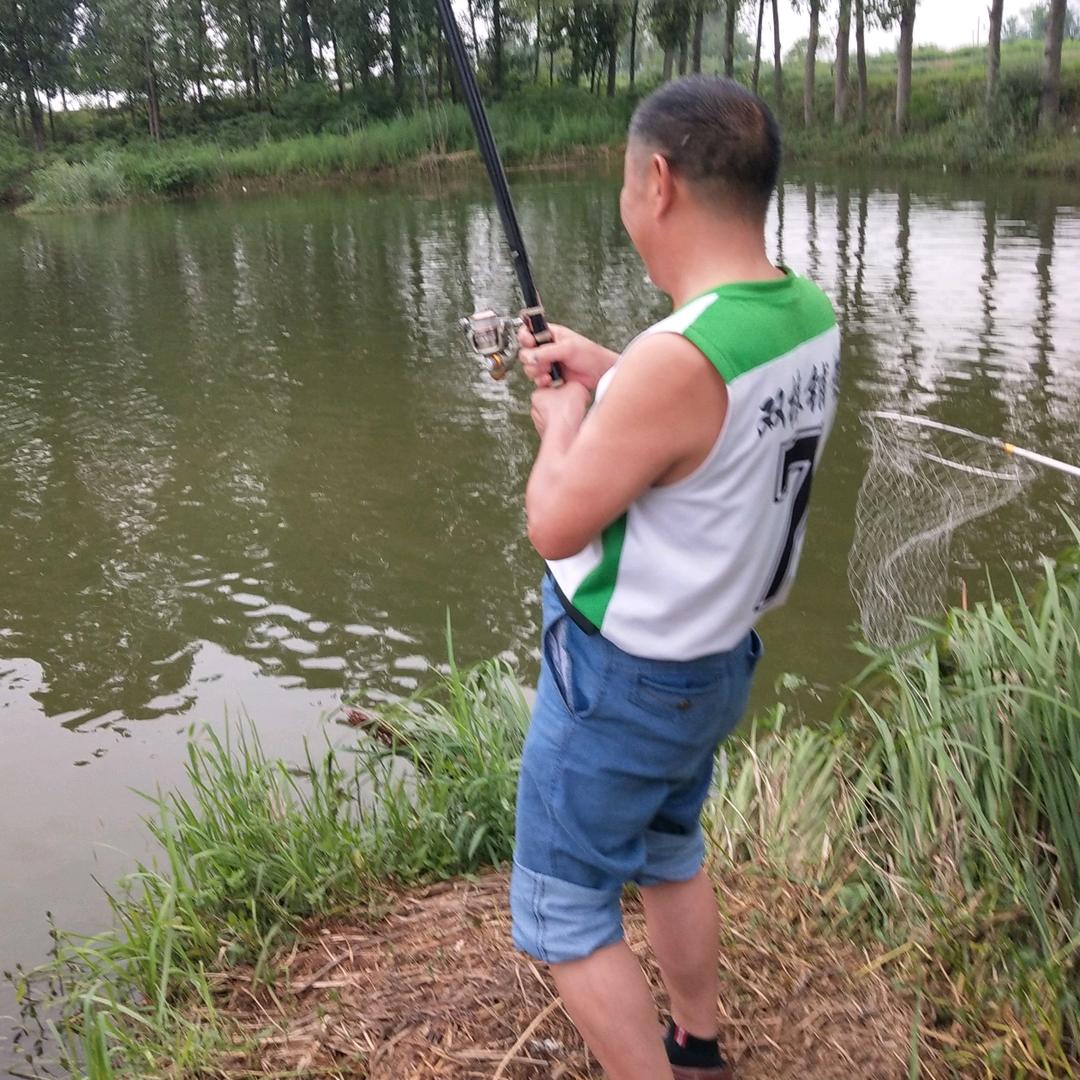 河南商城，万年树