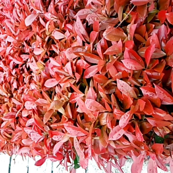 天方夜谭随手拍