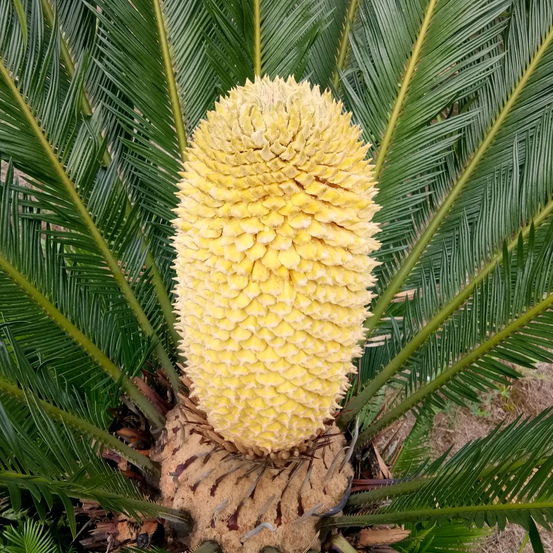 又来抖音看你装逼了