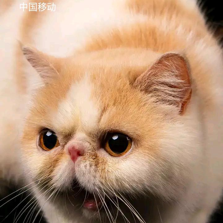 徐老板