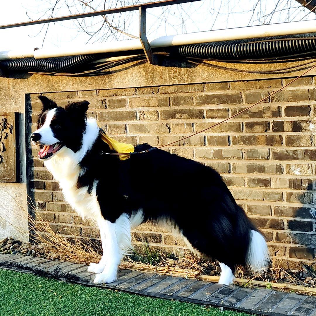 艾亚·帥德伊彼