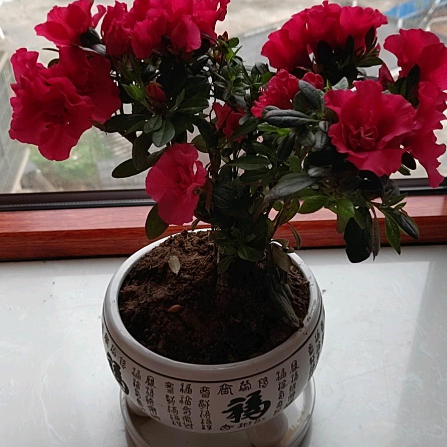 向阳花