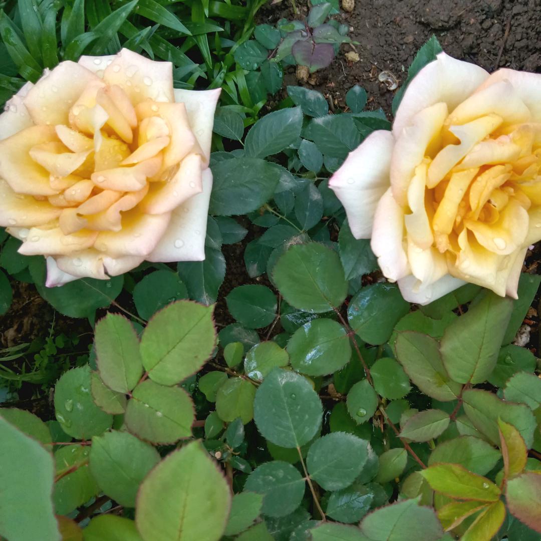 用户3213296343092顺其自然