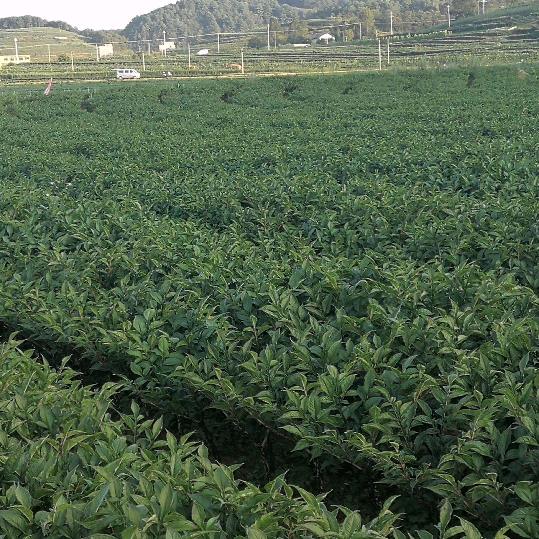 木子李征程农业