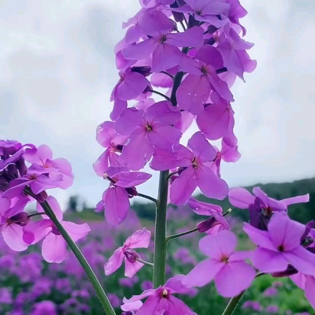 梅花香自苦寒来1