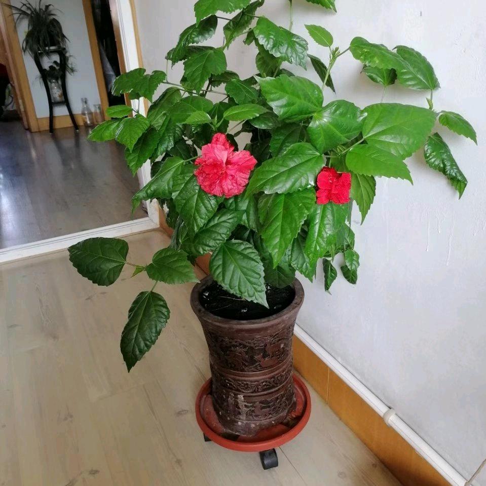 夏天