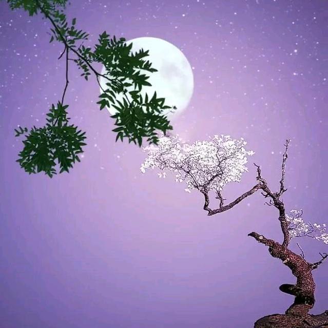 明月光