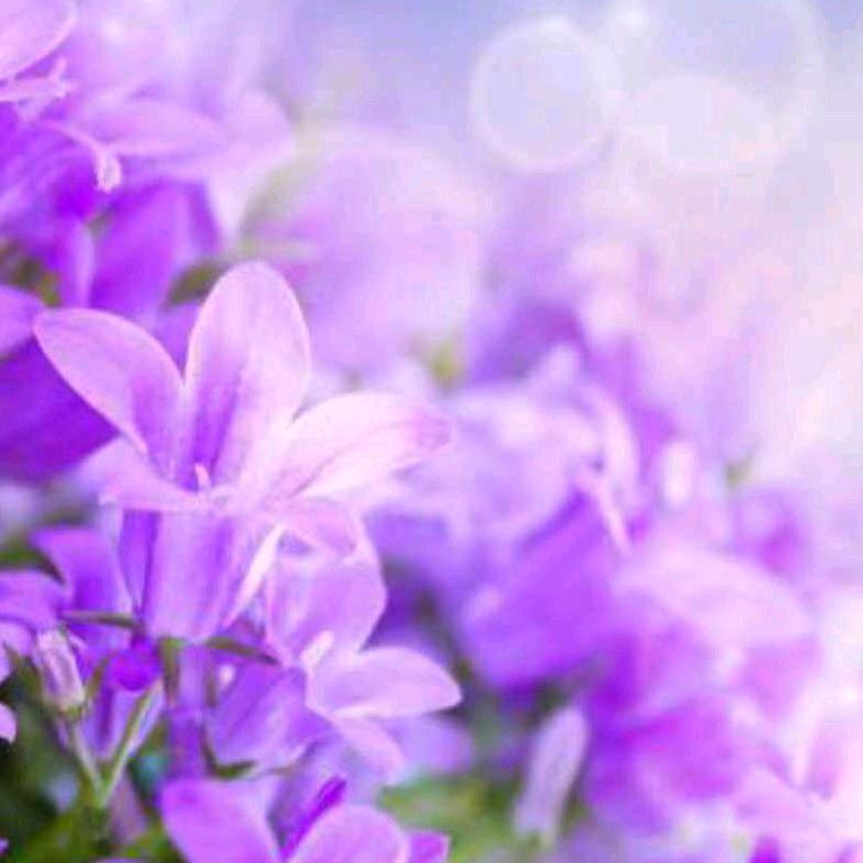 張祖芹