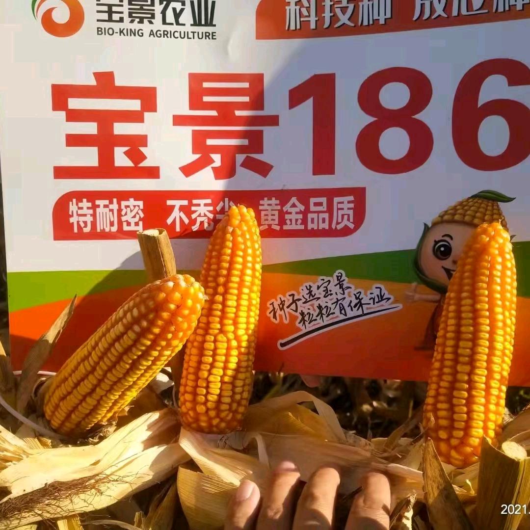 襄阳东方红种子站
