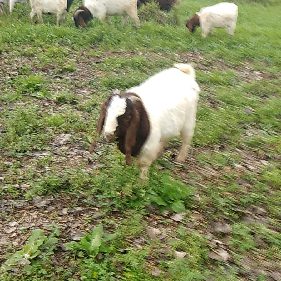 何二梅山羊养殖场.