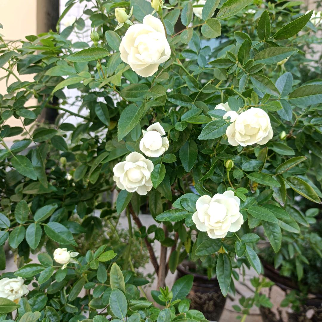 我的人生我作主