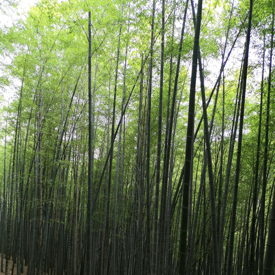 阿铭