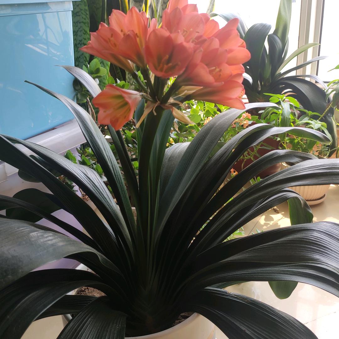 💧🕊沙漠之狐☘️🍁