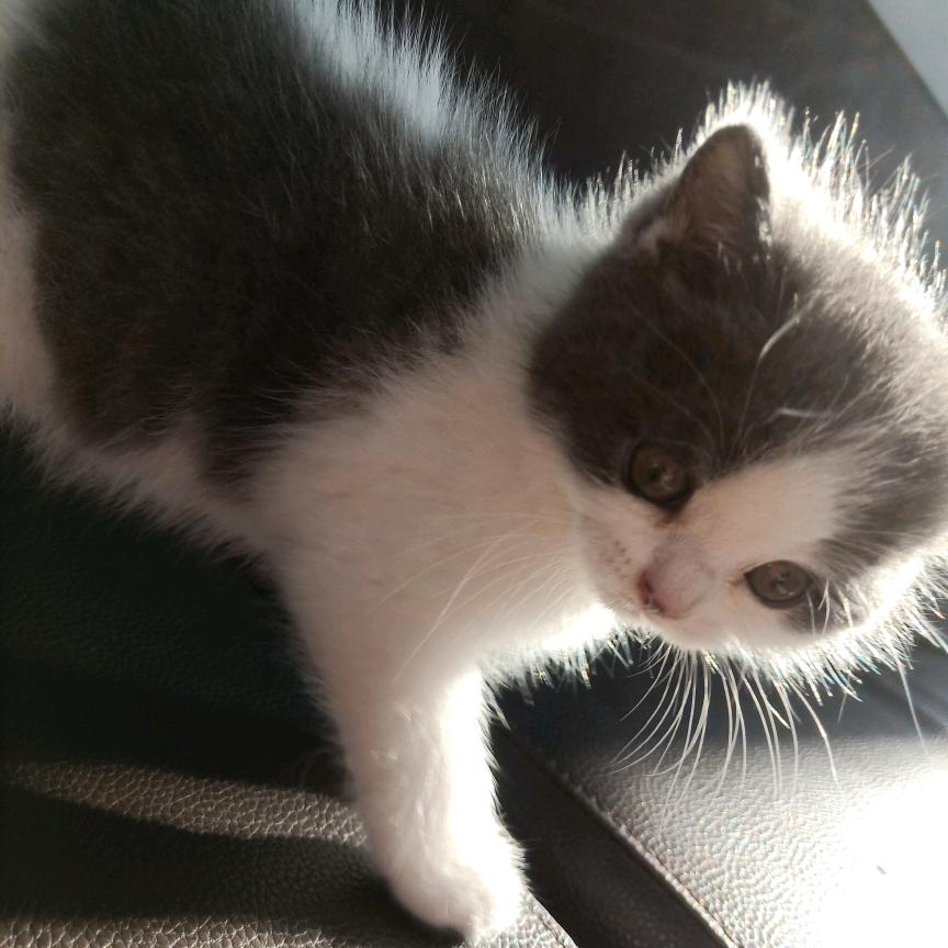 家有哈士猫。