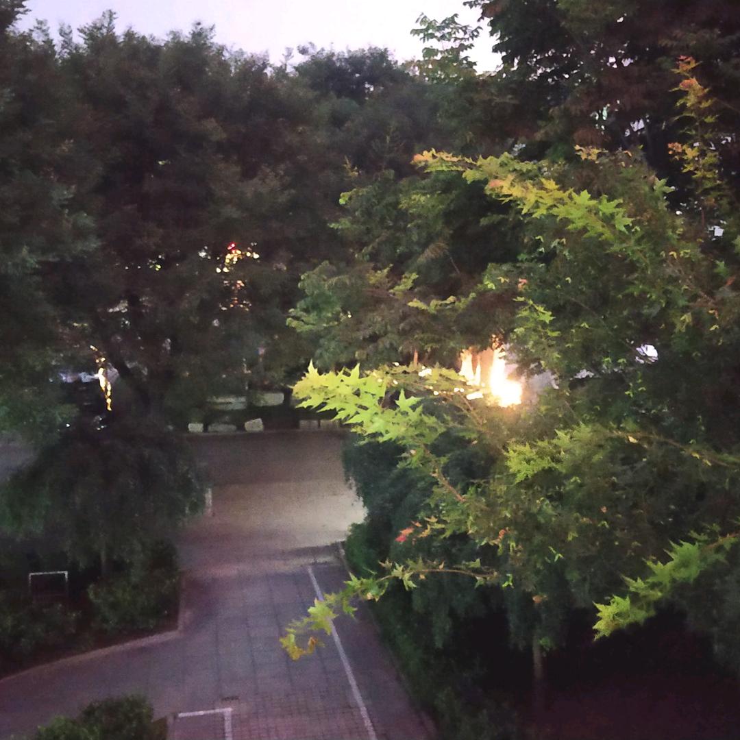 青州彩锦花卉苗木有限公司