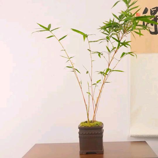 小月花卉
