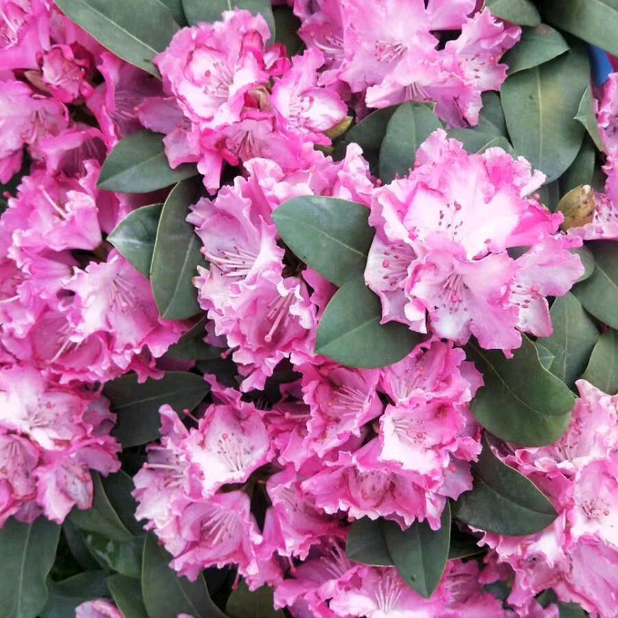 熊熊🌸❤