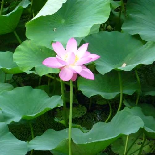 平舆县锦圆汽车销售服务有限公司