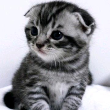 满山猴子屁股我最红