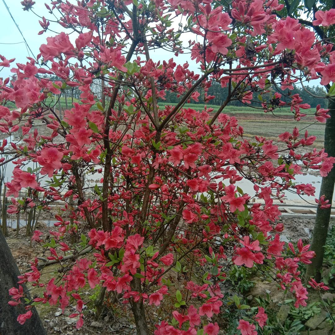 傲雪寒梅
