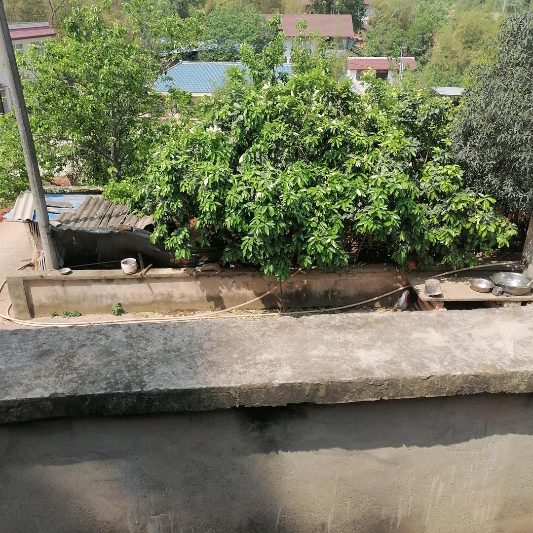 清湖
