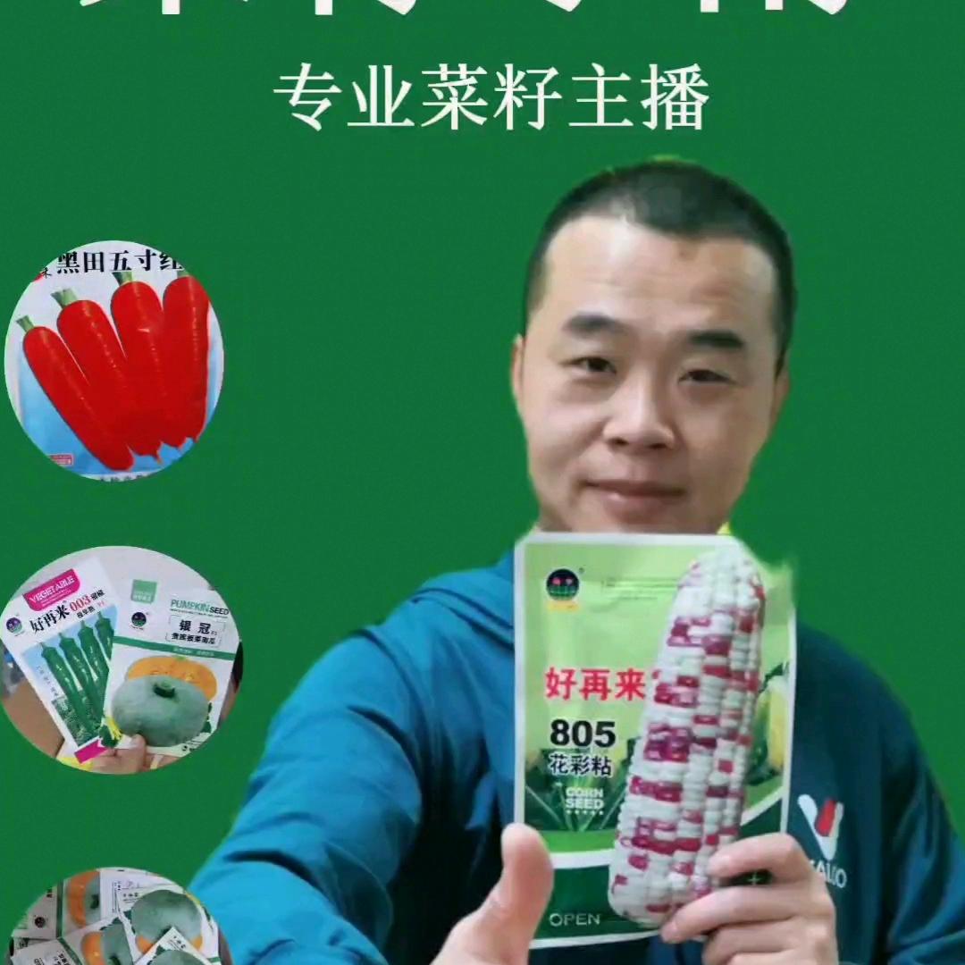 菜籽小雨