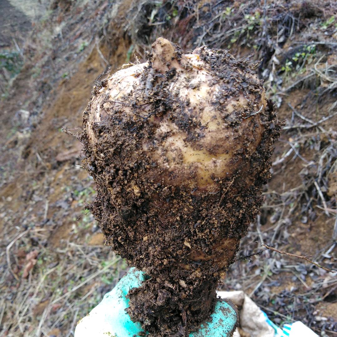 小草坝土特产
