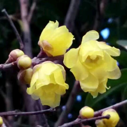 悠悠红叶情