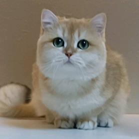 庄河阳光与猫咪精品猫舍