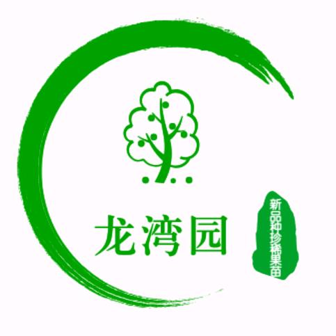 龙湾园椰柿种植基地