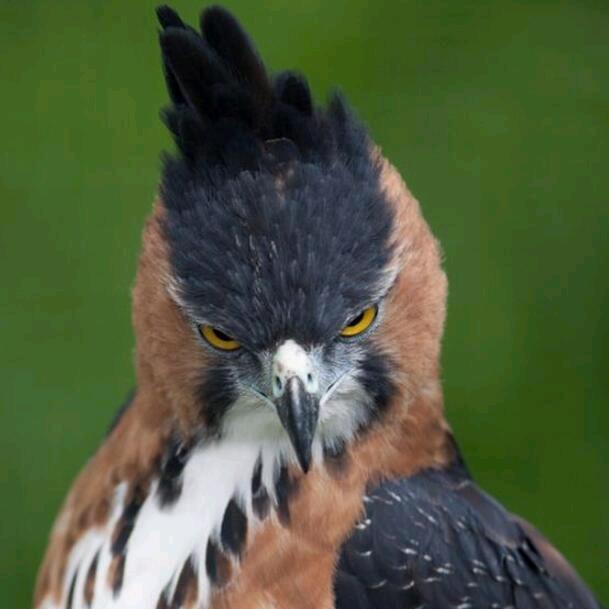 叼个ro包砸去排队其乐融融再鼓掌偷着乐