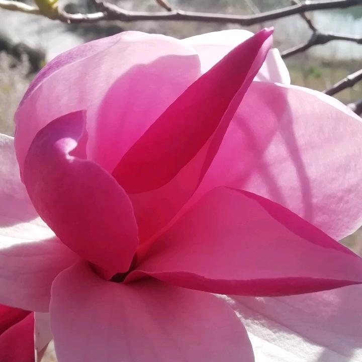 浪漫樱花