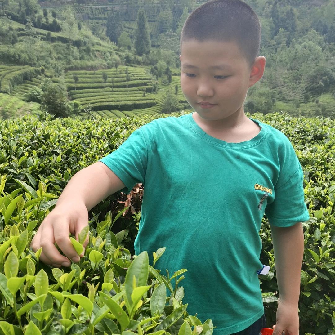一叶香茶行