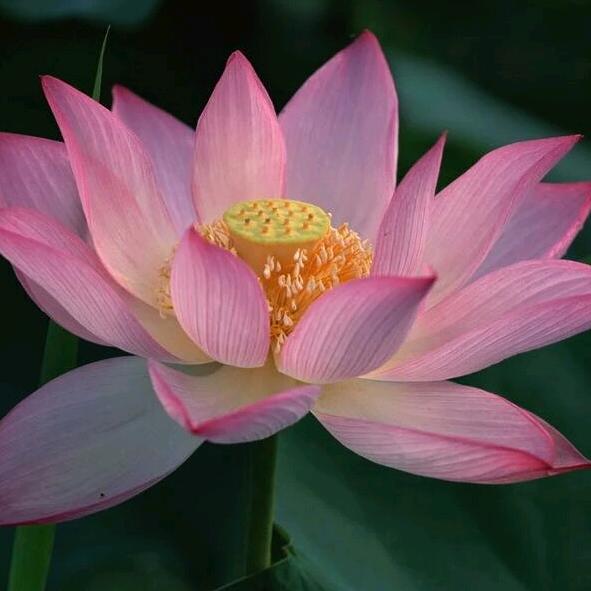 🌸((☀️素念☀️))🌸