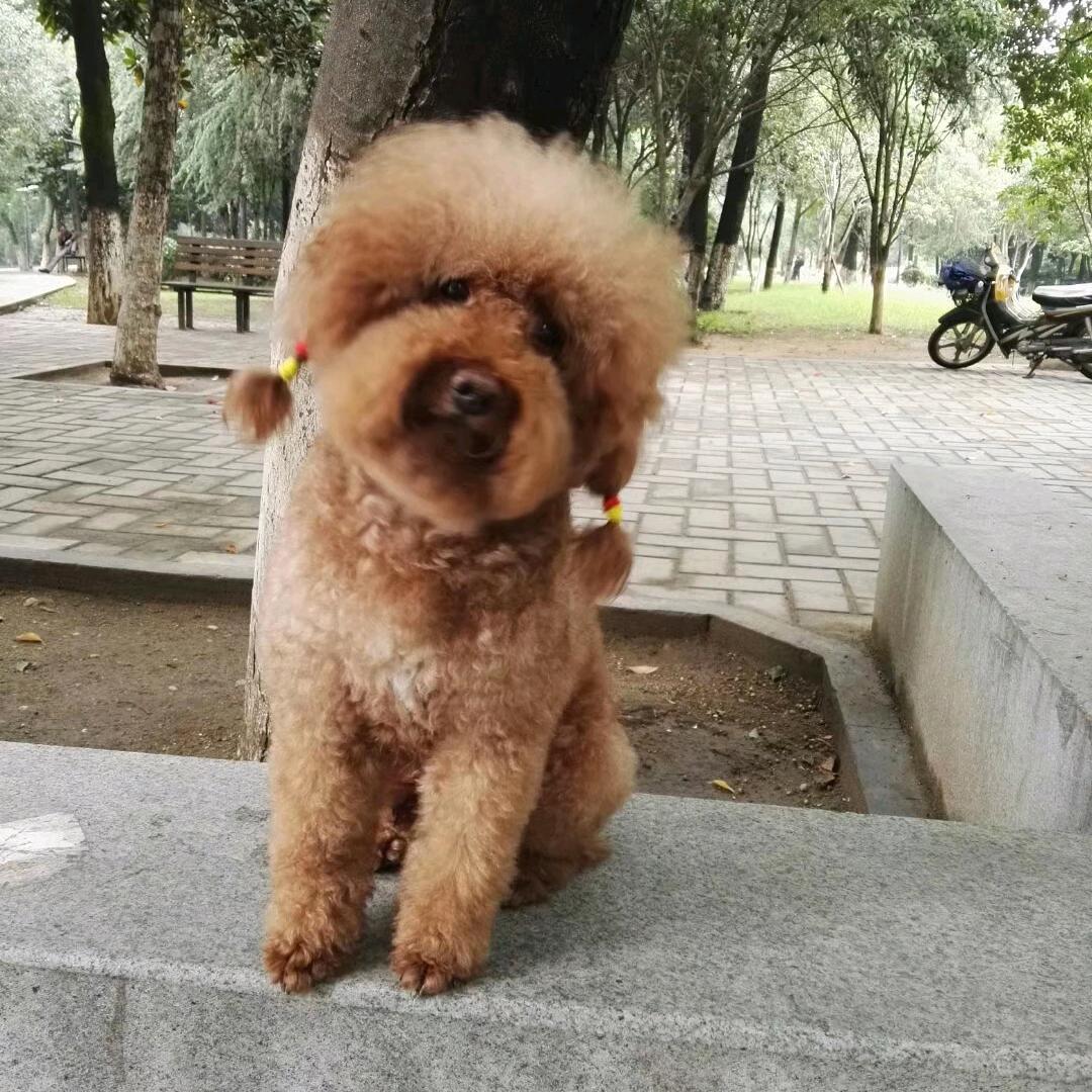 我与流浪猫狗的故事