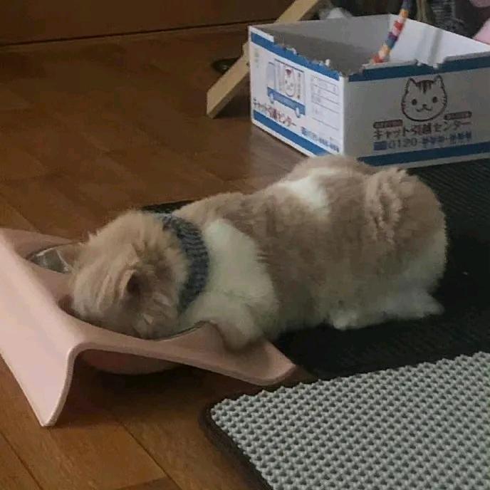 槿.