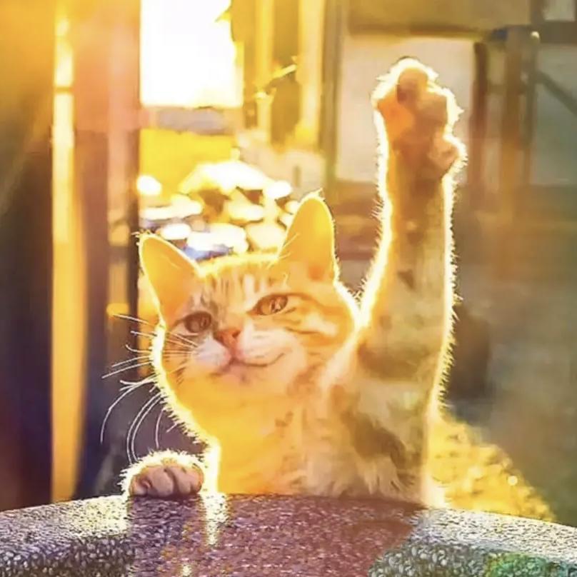猫猫骰🍁