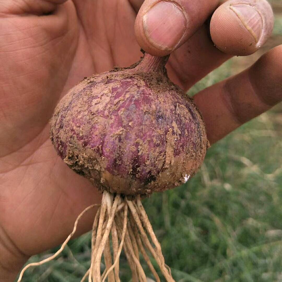 云南紫皮独头蒜  丽江
