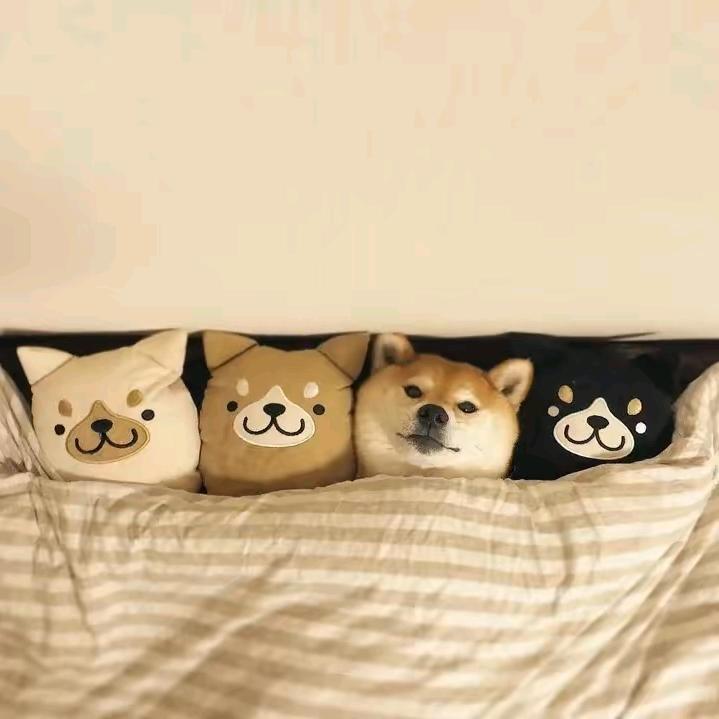 维哥
