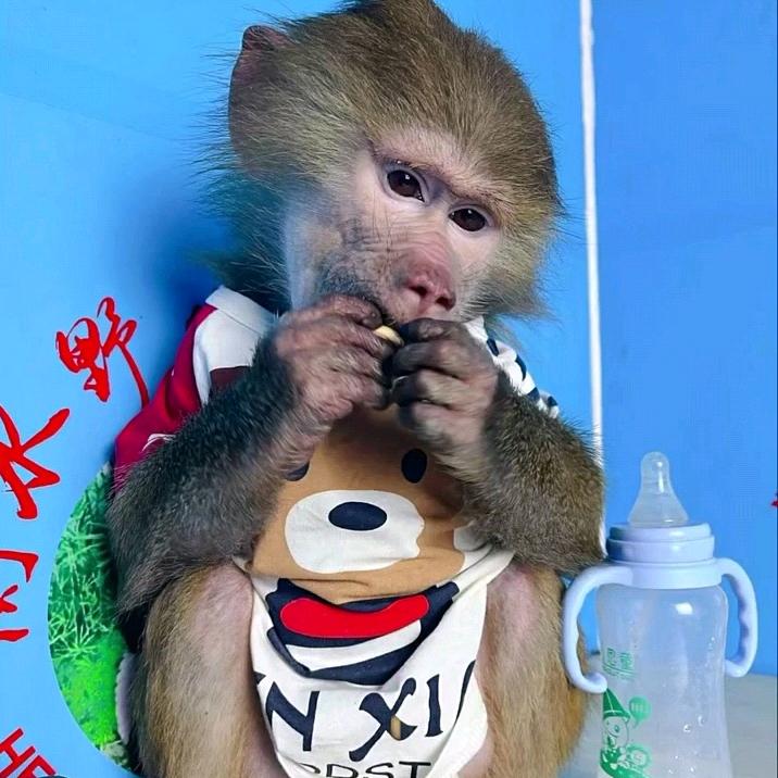 🐵