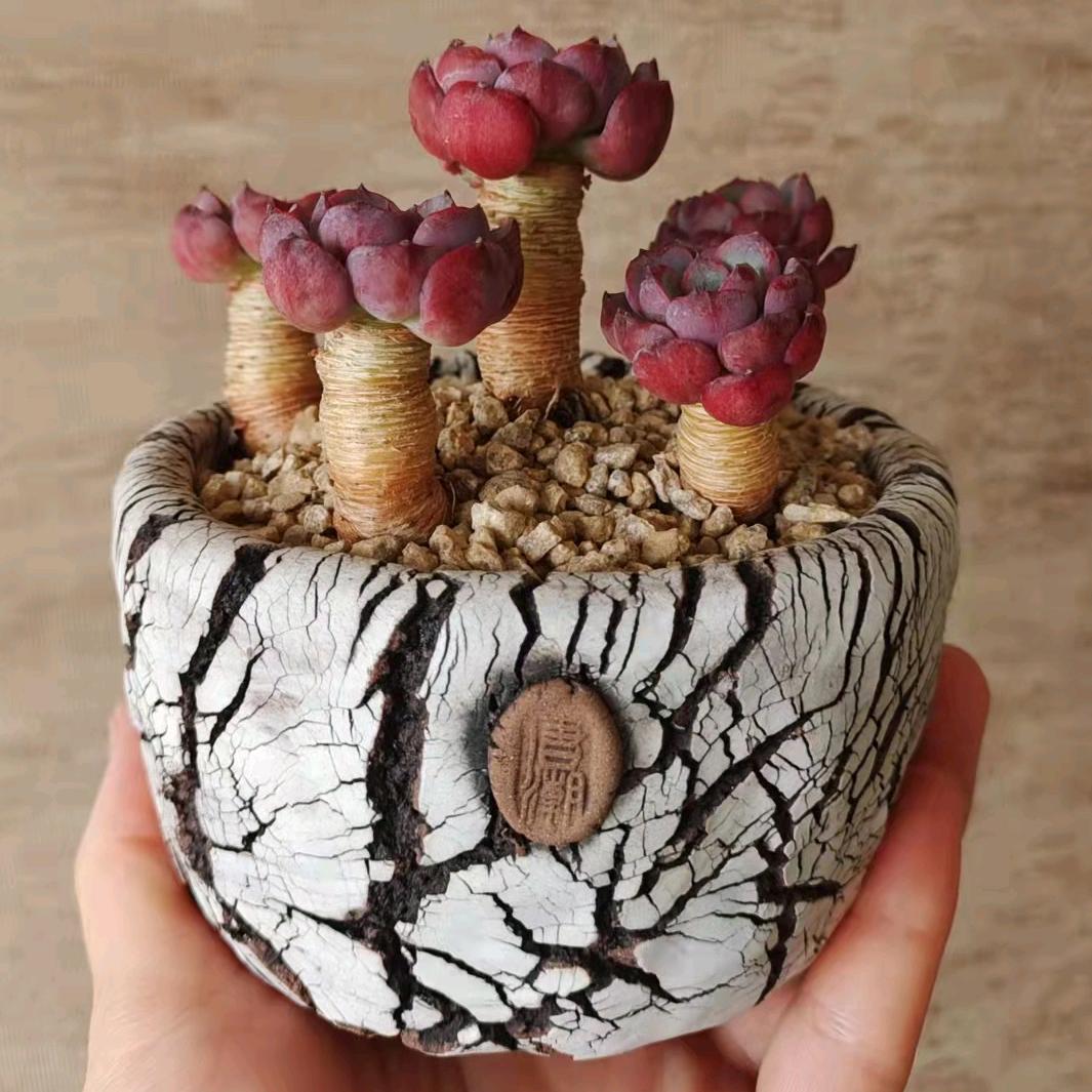 唐潮手工花盆创意工坊