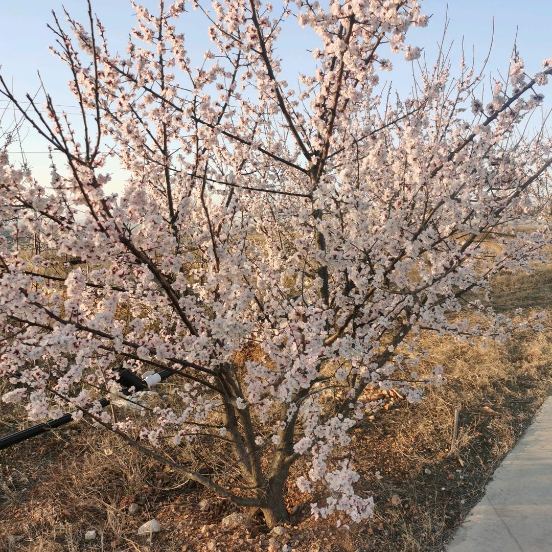 南极仙翁