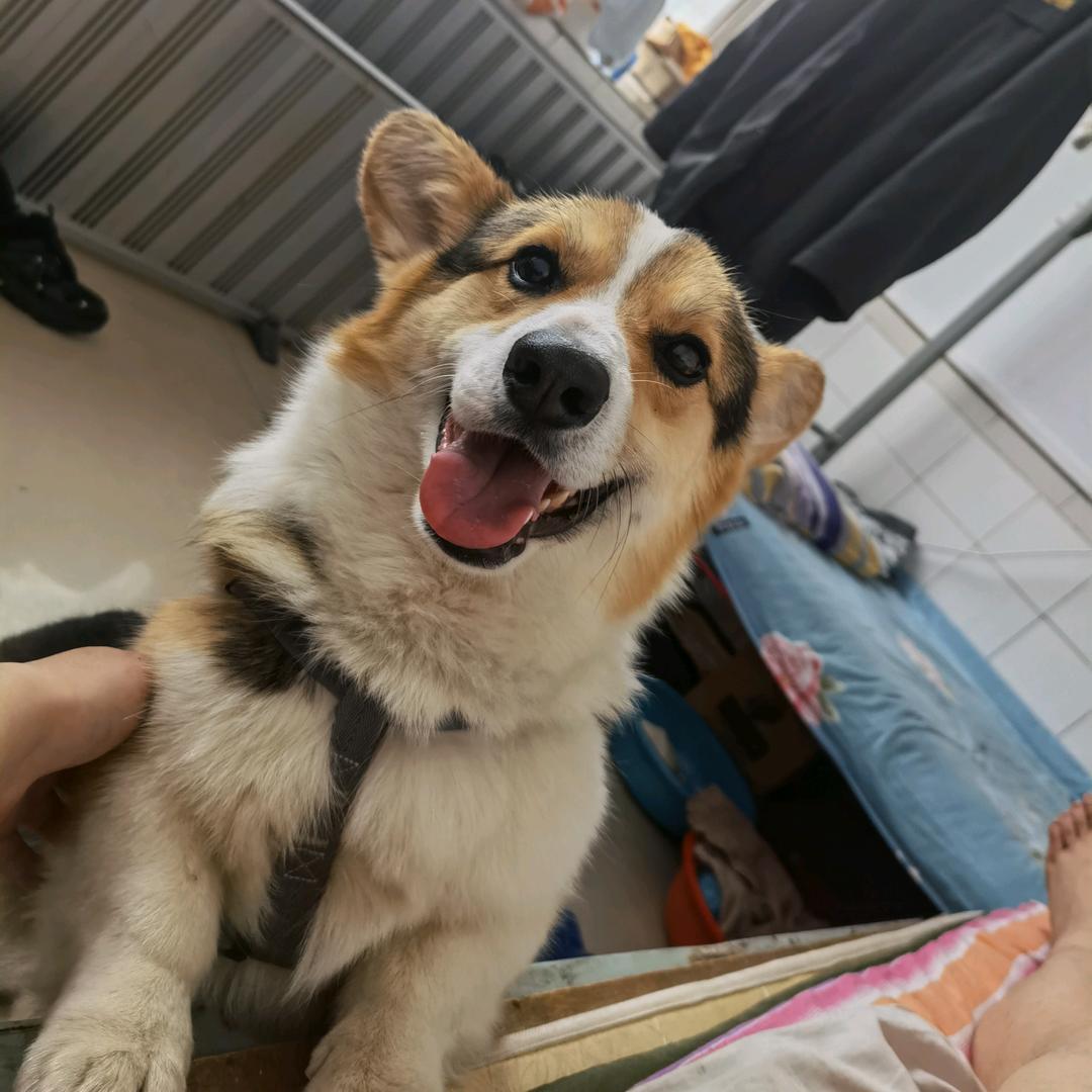 我的狗子叫可乐
