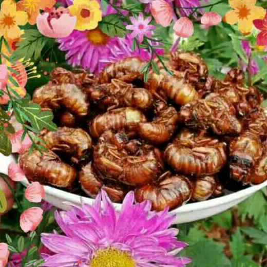 鑫鹏食品蛐蛐金蝉白蝉黑蝉批发136