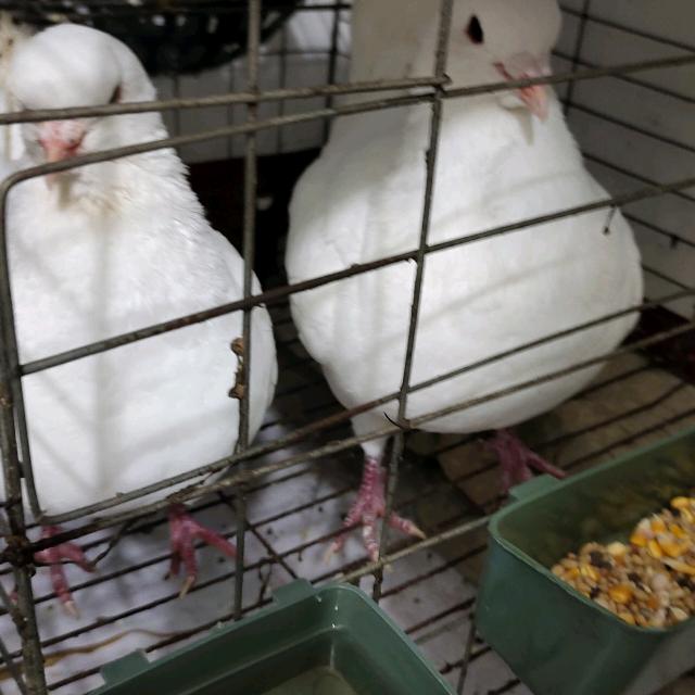 寻牛味·地摊自助牛排锅官方号
