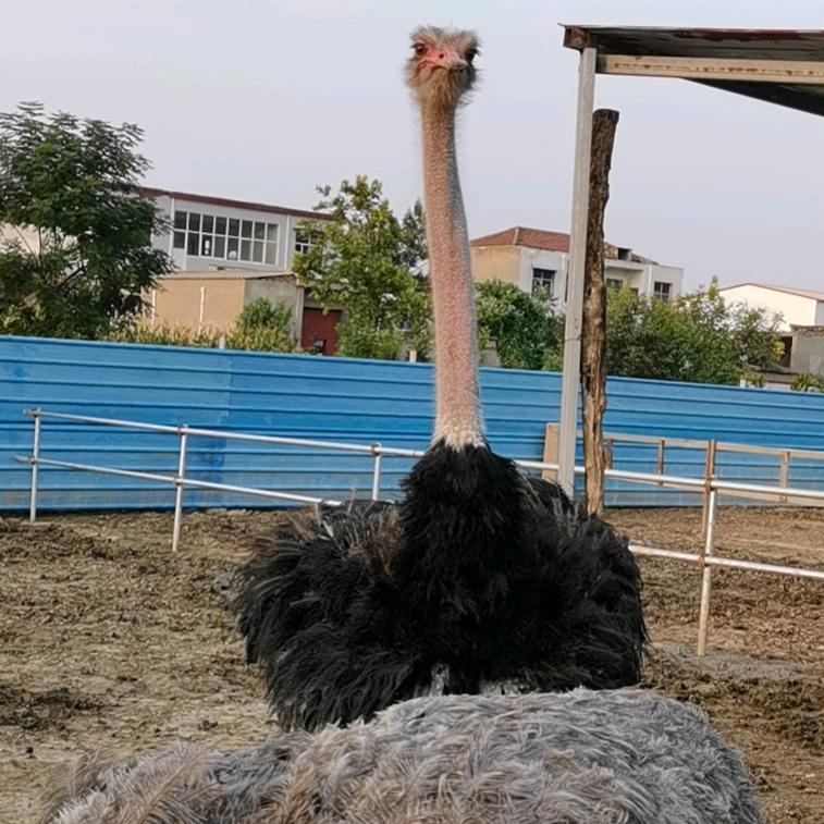 豫硕鸵鸟养殖场